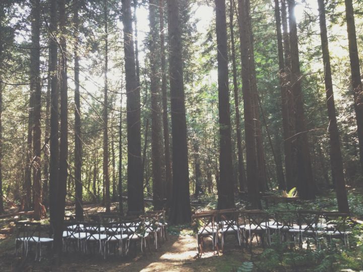 Love in the Trees with Vancouver Wedding Officiant
