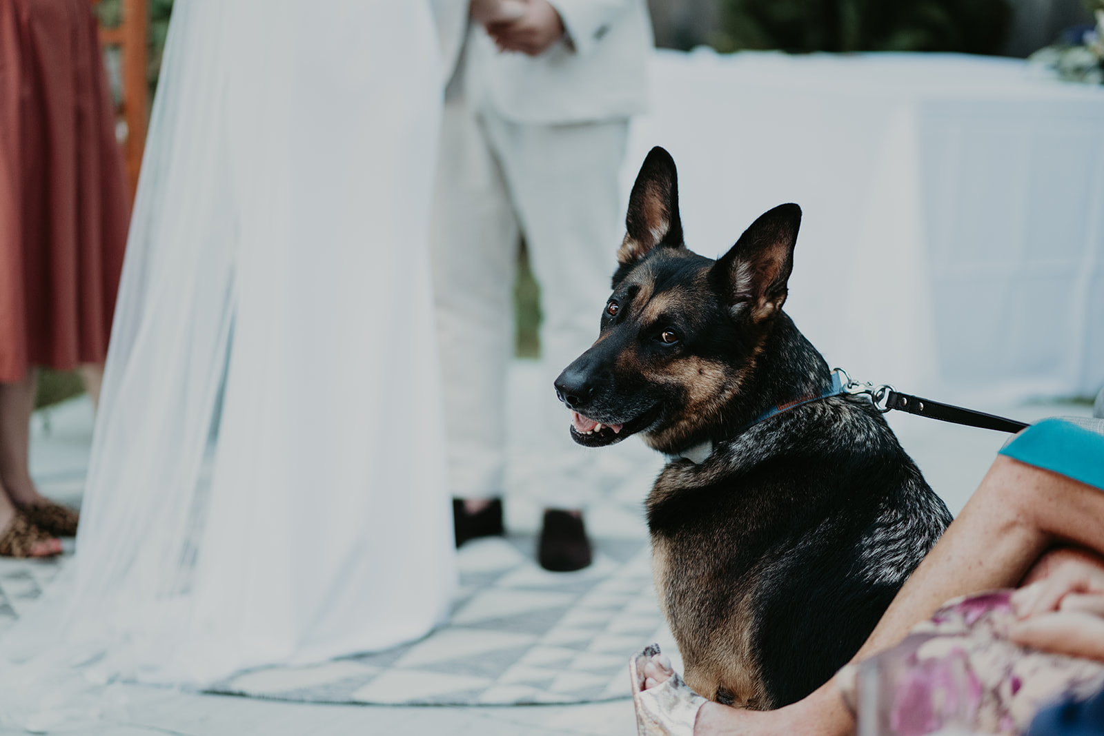 wedding dog, dog ring bearer, dog at wedding ceremony